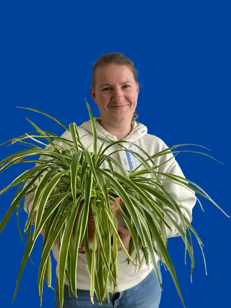 Masse Julia